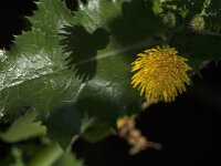 Sonchus asper 16, Gekroesde melkdistel, Saxifraga-Jan van der Straaten