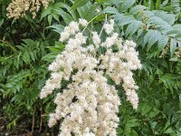 False spirea (Sorbaria sorbifolia) blossoming  False spirea (Sorbaria sorbifolia) blossoming : False spirea, false spiraea, Sorbaria sorbifolia, blossoming, blossom, flower, flowers, in flower, flowering, bloom, in bloom, blooming, beauty, beauty in nature, flora, floral, nature, natural, vascular plant, plant, spring, springtime, summer, summertime, white, outside, outdoors, outdoor, no people, nobody, leaf, leaves, growth, beautiful