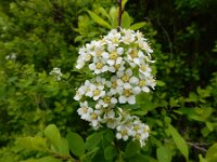 Spiraea hypericifolia 3, Hertshooispirea, Saxifraga-Ed Stikvoort : Sisian en omatreken s9900