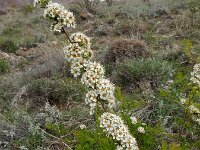 Spiraea hypericifolia 7, Hertshooispirea, Saxifraga-Ed Stikvoort : Jerevan - Areni - Noravank s9900