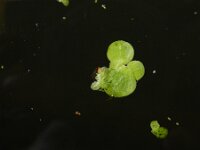 Spirodela polyrhiza 4, Veelwortelig kroos, Saxifraga-Ed Stikvoort : A900