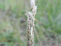 Sporobolus indicus 7, Rattenstaartgras, Saxifraga-Rutger Barendse