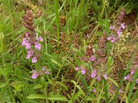 Stachys iberica 3, Saxifraga-Ed Stikvoort