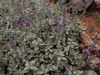 Stachys inflata 4, Saxifraga-Ed Stikvoort : Jerevan - Areni - Noravank A900