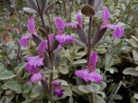 Stachys inflata 5, Saxifraga-Ed Stikvoort : Jerevan - Areni - Noravank s9900
