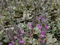 Stachys inflata 6, Saxifraga-Ed Stikvoort : Jerevan - Areni - Noravank s9900