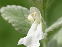 Stachys ionica