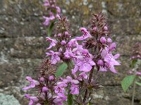 Stachys palustris 30, Moerasandoorn, Saxifraga-Ed Stikvoort : Deventer A900