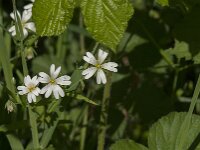 Stellaria holostea 71, Grote muur, Saxifraga-Jan van der Straaten