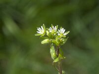 Stellaria media 27, Vogelmuur, Saxifraga-Jan van der Straaten