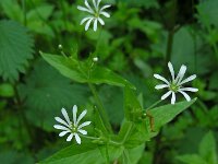 Stellaria nemorum 16, Bosmuur, Saxifraga-Ed Stikvoort