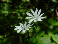 Stellaria nemorum 19, Bosmuur, Saxifraga-Ed Stikvoort : rondom Sail-sous-Couzan s9900