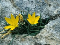 Sternbergia lutea 52, Saxifraga-Jan van der Straaten