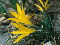 Sternbergia lutea 53, Saxifraga-Jan van der Straaten