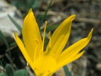 Sternbergia lutea 54, Saxifraga-Jan van der Straaten