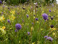 Succisa pratensis 68, Blauwe knoop, Saxifraga-Ed Stikvoort