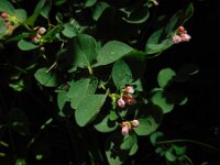 Symphoricarpos albus 5, Gewone sneeuwbes, Saxifraga-Ed Stikvoort