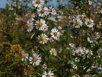 Symphyotrichum aff. lanceolatum 14, Smalle aster, Saxifraga-Ed Stikvoort