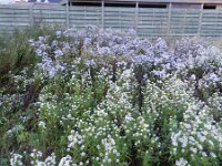 Symphyotrichum aff. lanceolatum 8, Smalle aster, Saxifraga-Rutger Barendse