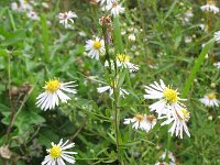 Symphyotrichum aff. lanceolatum 9, Smalle aster, Saxifraga-Rutger Barendse