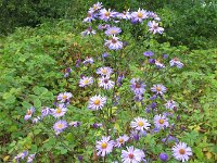 Symphyotrichum laeve