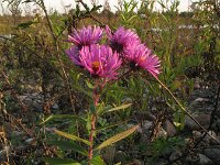Symphyotrichum novae-angliae 4, Nieuw-Engelse aster, Saxifraga-Rutger Barendse