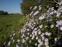 Symphyotrichum novi-belgii