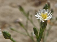 Symphyotrichum subulatum squamatus 2, Saxifraga-Peter Meininger
