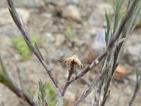 Symphyotrichum subulatum squamatus 3, Saxifraga-Rutger Barendse