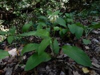 Symphytum bulbosum 3, Saxifraga-Ed Stikvoort : Dimitsana - Stemnitsa