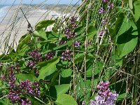Syringa vulgaris 6, Sering, Saxifraga-Ed Stikvoort