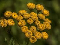 Tanacetum vulgare 45, Boerenwormkruid, Saxifraga-Jan van der Straaten