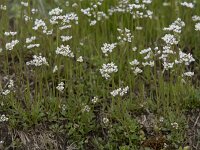 Teesdalia nudicaulis 46, Klein tasjekruid, Saxifraga-Willem van Kruijsbergen