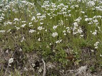Teesdalia nudicaulis 48, Klein tasjekruid, Saxifraga-Willem van Kruijsbergen