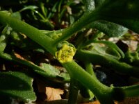 Tetragonia tetragonoides 6, Nieuw-Zeelandse spinazie, Saxifraga-Ed Stikvoort : s9900