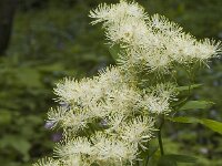 Thalictrum aquilegiifolium 29, Akeleiruit, Saxifraga-Jan van der Straaten