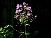 Thalictrum aquilegiifolium 32, Akeleiruit, Saxifraga-Jan van der Straaten