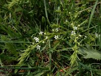 Thesium ramosum 2, Saxifraga-Ed Stikvoort : Jerevan - Garni s9900