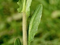 Thlaspi alliaceum 1, Saxifraga-Sonja Bouwman  1053. Garlic pennycress - Thlaspi alliaceum - Brassicaceae familie (zw)