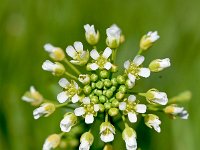 Thlaspi alliaceum 2, Saxifraga-Sonja Bouwman  1053. Garlic pennycress - Thlaspi alliaceum - Brassicaceae familie (zw) Ingen