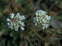Thlaspi caerulescens ssp calaminare 33, Zinkboerenkers, Saxifraga-Jan van der Straaten