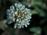 Thlaspi caerulescens ssp calaminare 34, Zinkboerenkers, Saxifraga-Jan van der Straaten