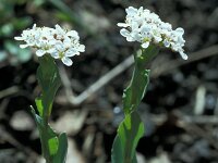 Thlaspi caerulescens ssp calaminare 35, Zinkboerenkers, Saxifraga-Jan van der Straaten