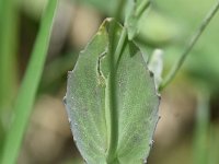 Thlaspi perfoliatum, Perfoliate Penny-cress