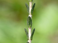 Thymbra capitata 2, Saxifraga-Sonja Bouwman  Kegeltijm - Thymus capitatus (syn Thymbra capitata) - Lamiaceae familie