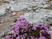Thymus serpyllum 22, Kleine tijm, Saxifraga-Ed Stikvoort