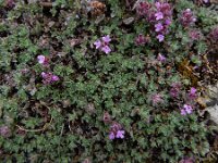 Thymus serpyllum 23, Kleine tijm, Saxifraga-Ed Stikvoort