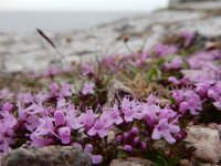 Thymus serpyllum 27, Kleine tijm, Saxifraga-Ed Stikvoort