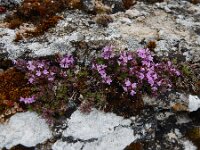 Thymus serpyllum 30, Kleine tijm, Saxifraga-Ed Stikvoort