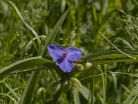 Tradescantia virginiana 18, Eendagsbloem, Saxifraga-Jan van der Straaten